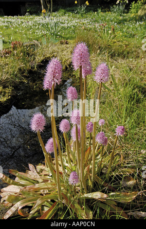 Stud Flower, Swamp Pink (Helonias bullata), blooming, Germany Stock Photo