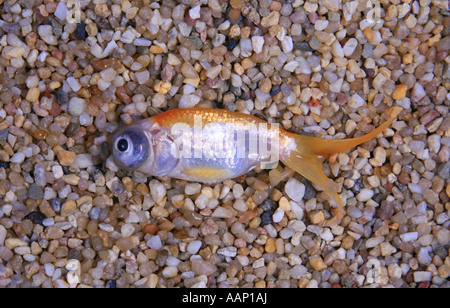 goldfish, common carp, celestial eye goldfish,  Celestial, Chotegan (Carassius auratus), drying up Stock Photo