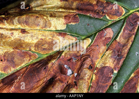 horse chestnut leafminer (Cameraria ohridella), desease by horse chestnut leaf-miner, Cameraria ohridella, Germany, Baden-Wuert Stock Photo