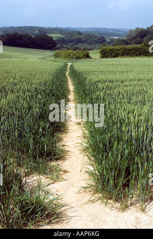 Crops growing at western end of Combe Haven Valley between Bexhill and Hastings East Sussex UK England Britain Stock Photo