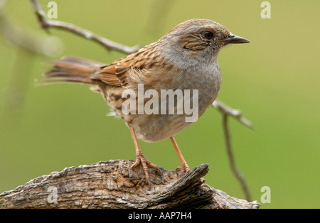 Dunnock  (Prunella modularis)  also known as a Hedge Sparrow or Hedge Accentor Stock Photo