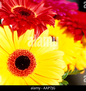 Bunch Of Multicoloured Coloured Gerbera Daisy Flowers Stock Photo