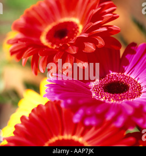 Bunch Of Multicoloured Coloured Gerbera Daisy Flowers Stock Photo