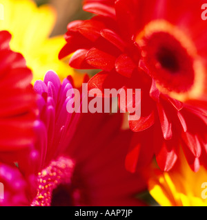 Bunch Of Multicoloured Coloured Gerbera Daisy Flowers Stock Photo