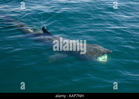 Basking shark Cetorhinus maximus filter feeding near isle of Coll Scotland June Stock Photo