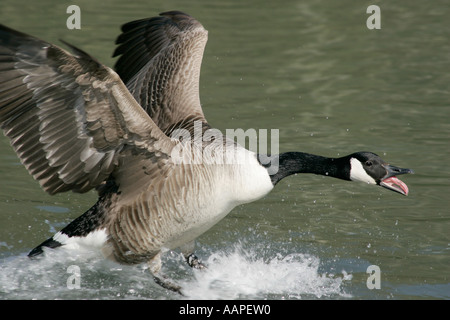 A single Canada Goose (Branta canadensis) running over water, wings outstretched displaying aggressive behaviour. Stock Photo