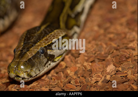 Close up of the head of a Common Boa Constrictor as it moves along the ground Stock Photo