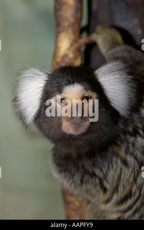 A single adult Common Marmoset (Callithrix jacchus) hanging on to tree branch and looking directly at the camera Stock Photo