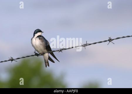 Birds of North America tree swallow, tachycineta bicolor Stock Photo