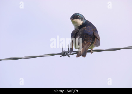 Birds of North America tree swallow tachycineta bicolor Stock Photo