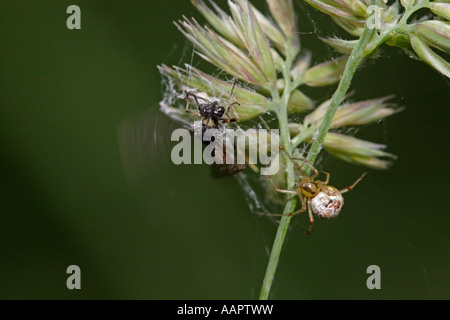 Spider catching wasp (Theridion impressum and sawfly) Stock Photo