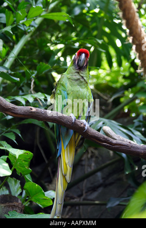 Military Macaw (Ara militaris) Stock Photo