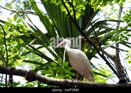 American White Ibis (Eudocimus albus) Stock Photo