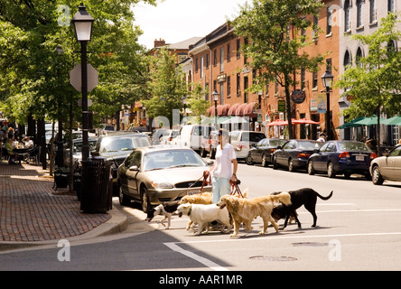 Woman Walking Dogs on Street in Old Alexandria Virginia, Female Lifestyle and Pets Stock Photo