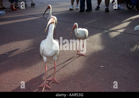 American White Ibis (Eudocimus albus) Stock Photo