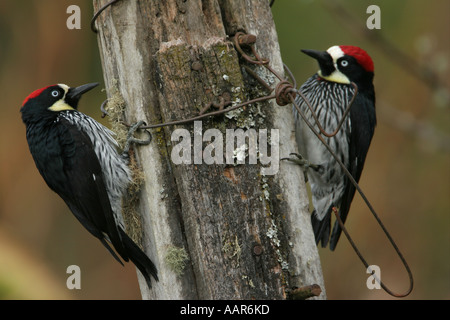 Acorn Woodpecker Melanerpes formicivorus on a post Stock Photo