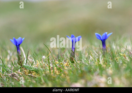 Spring Gentian Gentiana verna  blue flowers in grass Stock Photo