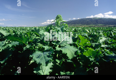 Rappini or Broccoli Rabe growing in the Salinas Valley of California