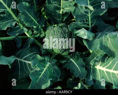 Close up of BROCCOLI growing in the SALINAS VALLEY of CALIFORNIA Stock Photo