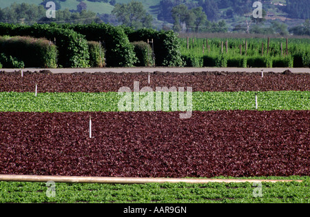 Baby red green curly leaf lettuce alternate in rows Watsonville California Stock Photo