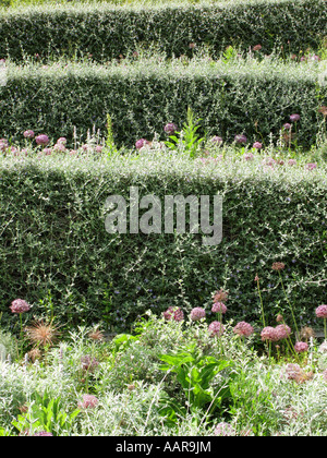 Tiers of hedges at the Eden Project Cornwall England UK Stock Photo