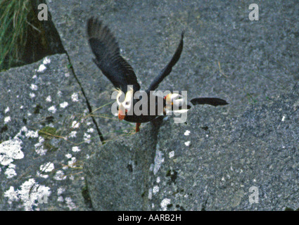 TUFTED PUFFIN Fratercula cirrhata taking off into flight KENAI FJORDS NATIONAL PARK CHISWELL ISLANDS ALASKA Stock Photo