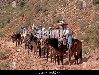 MULE TRAINS are used to transport both people luggage too from PHANTOM RANCH GRAND CANYON NATIONAL PARK AIRIZONA Stock Photo