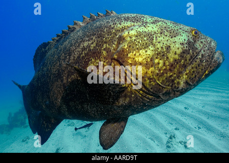 Digitally distorted Goliath grouper Epinephelus itajara Molasses Reef Key Largo Florida USA Atlantic Ocean Stock Photo