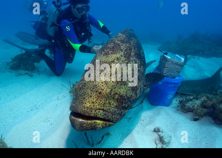 Stranded Deep  Quwawa Seared Grouper - The Gluttonous Geek