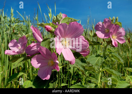 Swamp Rose Mallow or Wild Cotton Hibiscus moscheutos Growing in Marsh Nantucket Island MA Stock Photo