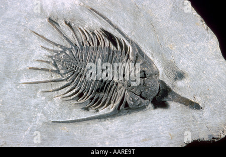 Trilobite Fossil Psychopyge Middle Devonian Morocco Stock Photo