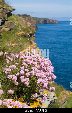 dh Armeria Maritima THRIFT SEA PINKS CAITHNESS On seacliff North Sea coast Scottish wild spring flowers highlands flower scotland uk Stock Photo