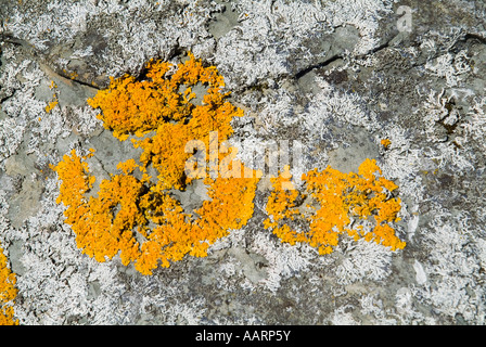 dh  LICHEN UK Lichen on boulder Lecanora Xanthoria parietina Lichina confinis stone alga fungus yellow fungi rock Stock Photo