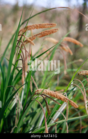 Wood Sedge (probable) Carex sylvatica Stock Photo