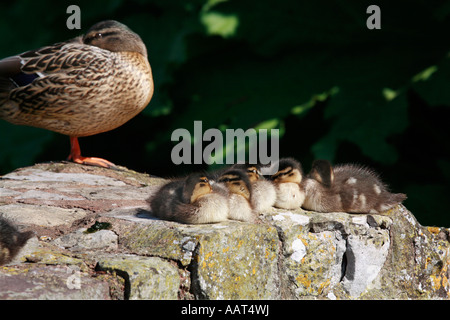 Nap time for baby Mallard ducklings with mother keeping an eye Stock Photo