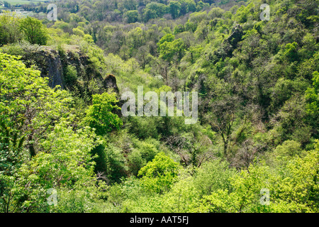 Spring woods at Ebbor Gorge in Somerset England Stock Photo