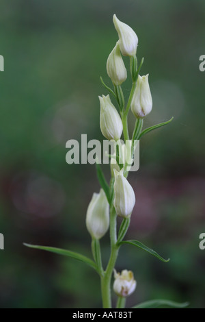 White Helleborine Cephalanthera damasonium graceful flower spike growing in a Hampshire beech wood Stock Photo
