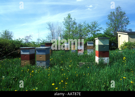commercial honeybee colonies in a grassy field Upstate New York Stock Photo