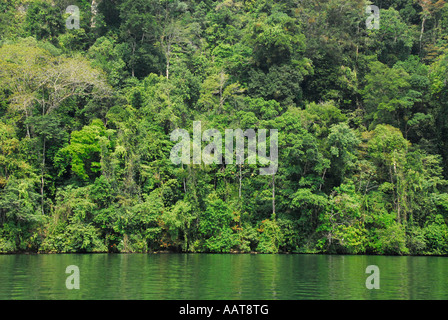 Forest on the shore of Rio Dulce, Guatemala, Central America Stock Photo