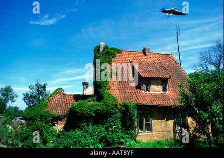 A stork takes off from its nest on the roof of an old German house Stock Photo