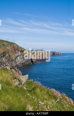 dh WHALIGOE CAITHNESS Seacliffs North Sea coast and Sea pinks dh WHALIGOE CAITHNESS Seacliffs North Sea coast and Sea pinks