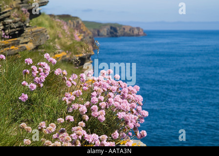 dh Armeria Maritima UK coast THRIFT SEA PINKS CAITHNESS Seacliff North Sea coastal flower in Scottish wild spring flowers flora cliff scotland Stock Photo