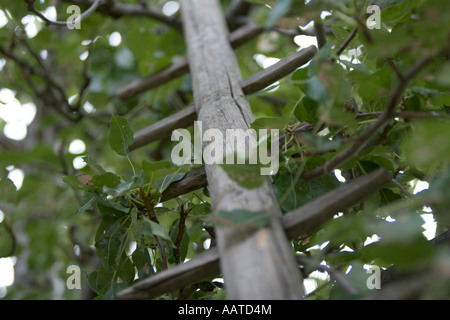 Ladder for picking comice pears Pyrus communis, Italy Stock Photo