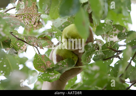 Picking organic comice pears (Pyrus communis), Italy Stock Photo