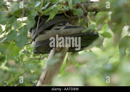 Standing on ladder picking comice pears (Pyrus communis), Italy Stock Photo