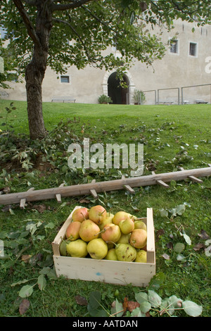 Picking comice pears (Pyrus communis), Italy Stock Photo