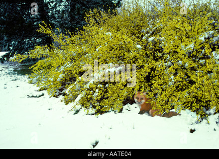 Winter Fox, Vulpes fulva, watching and hiding in blooming yellow Forsythia bush, Forsythia intermedia, in late spring snow, USA Stock Photo