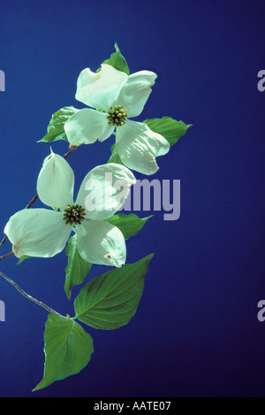 Fresh Dogwood blossoms create a whisper of spring, Midwest USA Stock Photo