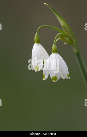 Loddon Lily Leucojum aestivum also known as Summer or Giant Snowflake UK spring Stock Photo
