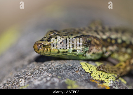 close up of Spanish Wall Lizard (Iberolacerta cyreni), Sierra de Grados, Spain Stock Photo